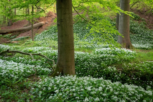 Wild garlic carpet